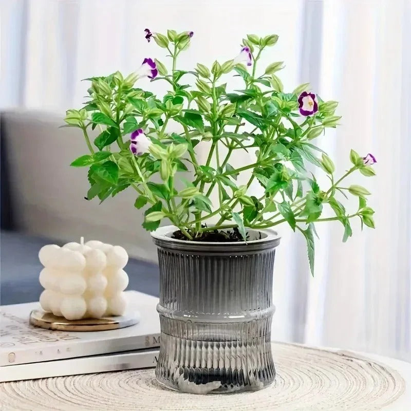 Self-Watering Flower Pot — Transparent Double-Layer Planter That Waters Itself