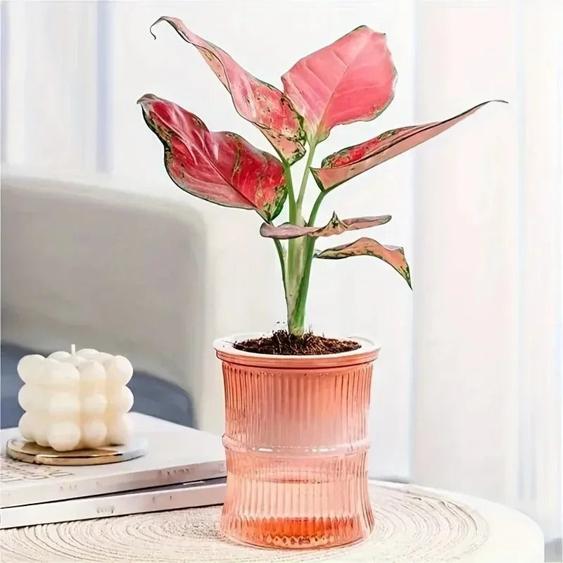 Self-Watering Flower Pot — Transparent Double-Layer Planter That Waters Itself